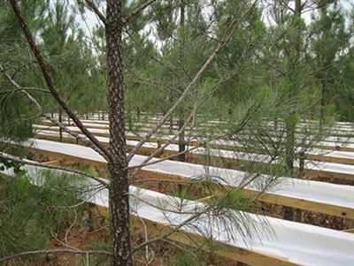 Throughfall Reduction × Fertilization: Deep Soil Water Usage in a Clay Rich Ultisol Under Loblolly Pine in the Southeast USA